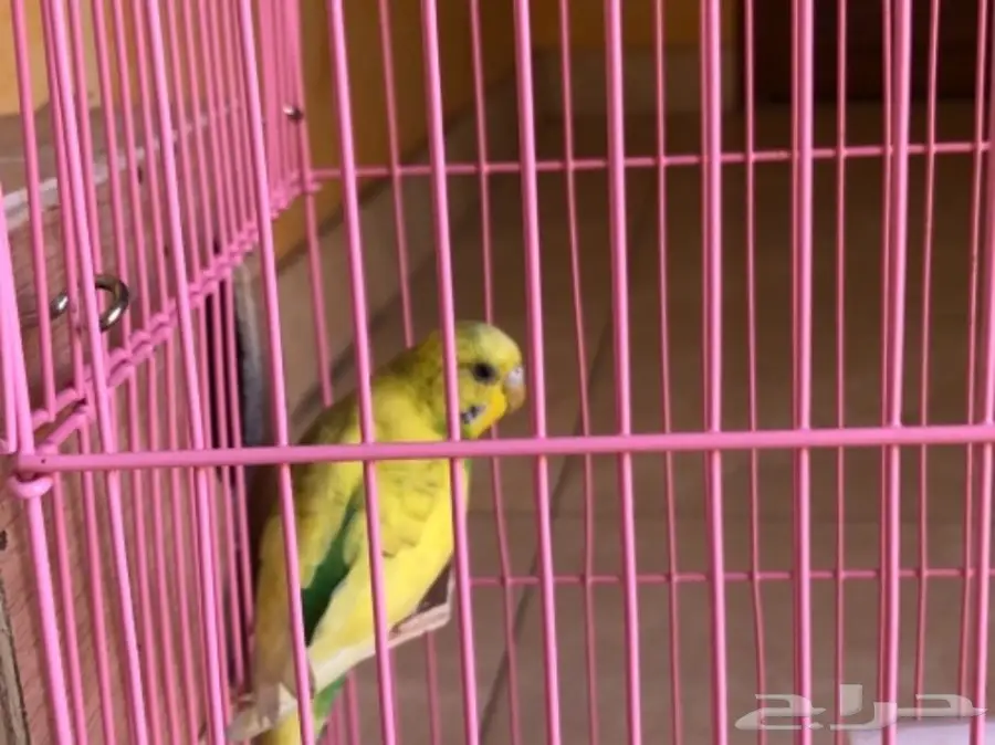 انثى طيور الحب غير منتجه  (image 1)