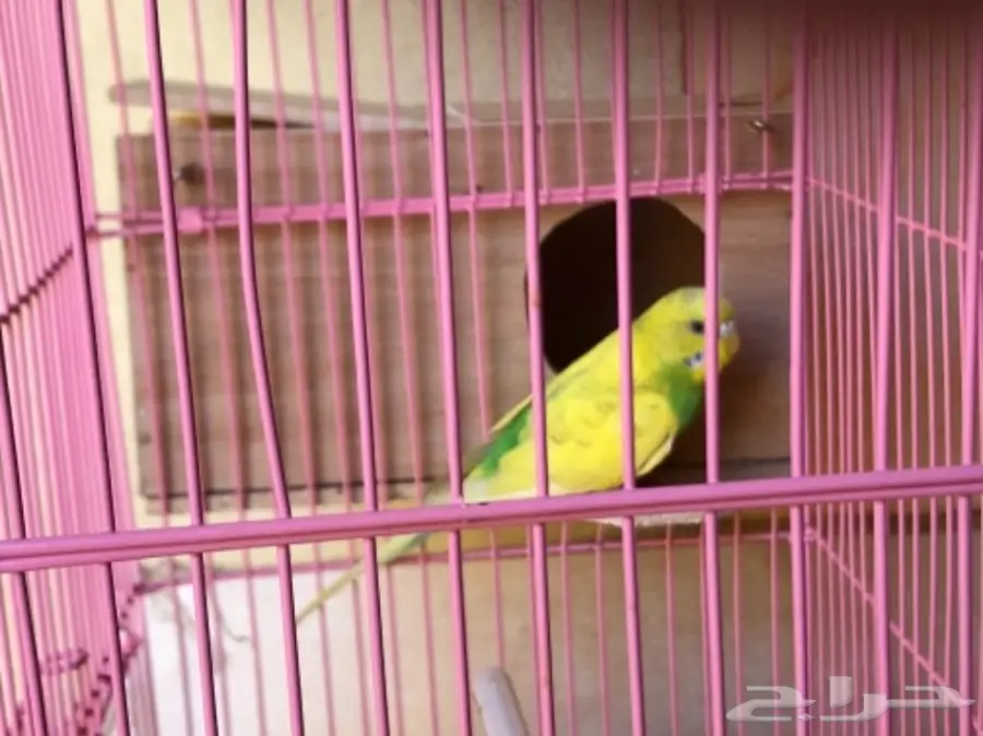 انثى طيور الحب غير منتجه  (image 2)