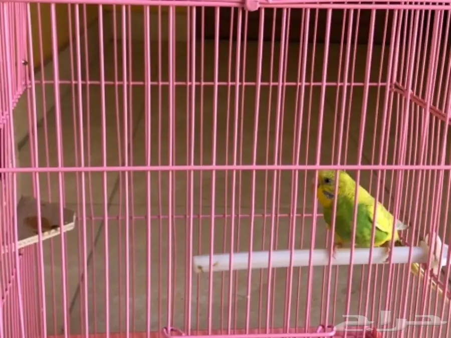 انثى طيور الحب غير منتجه  (image 3)