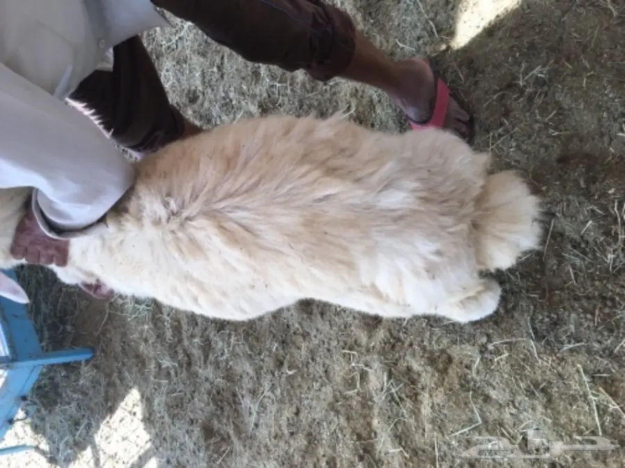 طليان ورخال حريه للثلاجه والمناسبات