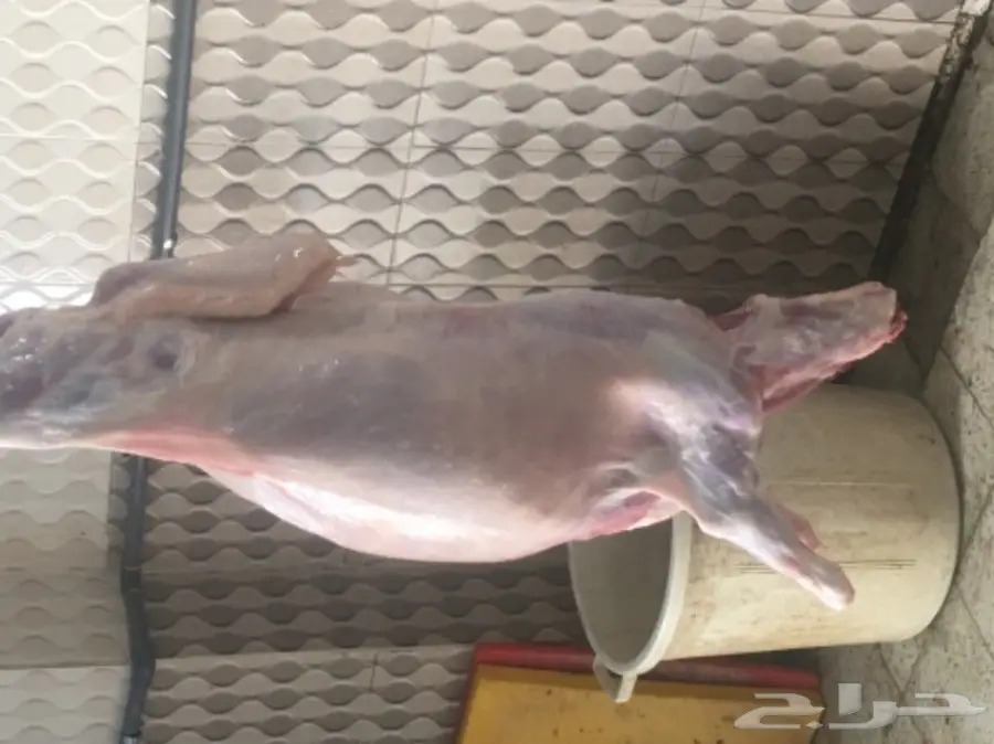 طليان ورخال حريه للثلاجه والمناسبات (image 4)