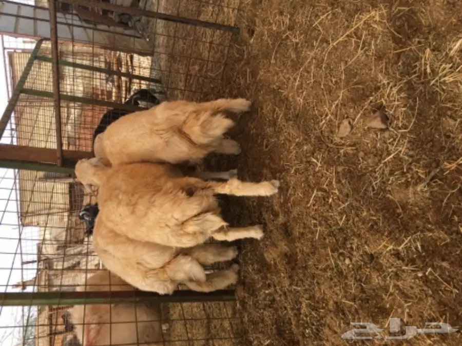 طليان ورخال حريه للثلاجه والمناسبات (image 6)