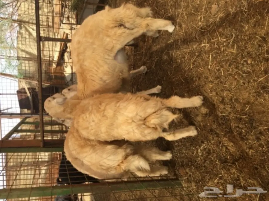 طليان ورخال حريه للثلاجه والمناسبات (image 7)