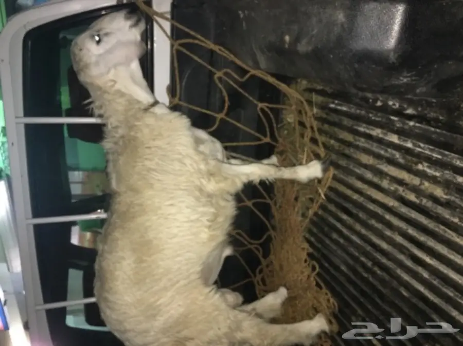 طليان ورخال حريه للثلاجه والمناسبات (image 8)