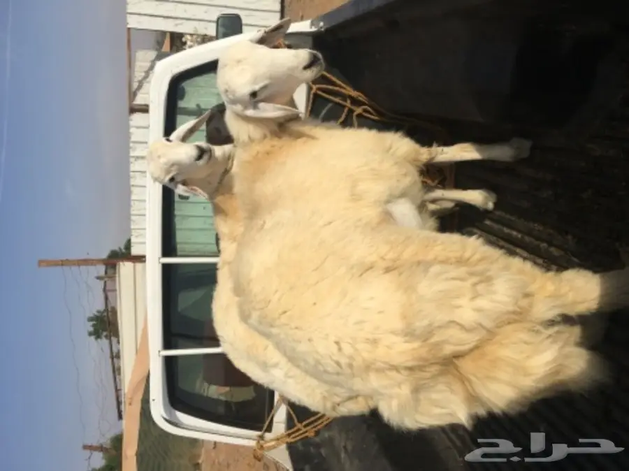 طليان ورخال حريه للثلاجه والمناسبات (image 9)