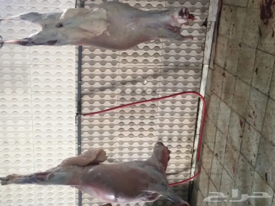 طليان ورخال حريه للثلاجه والمناسبات (image 11)