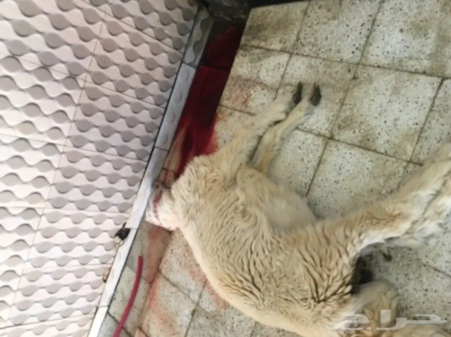 طليان ورخال حريه للثلاجه والمناسبات (image 13)