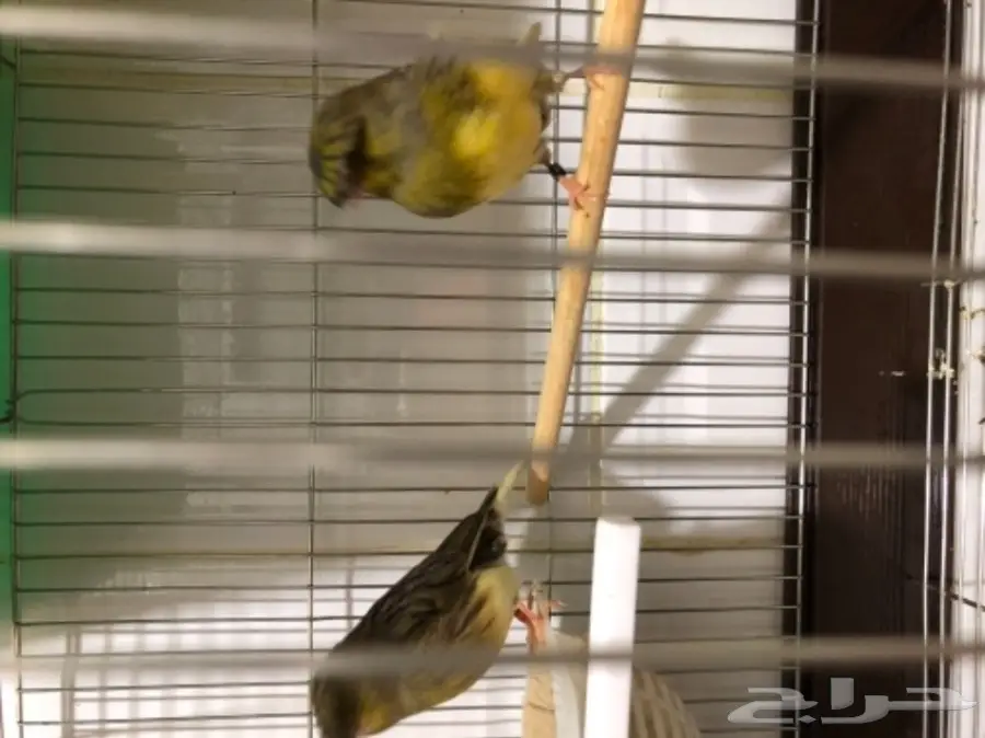 جوز كناري جوليستر جاهز (image 2)