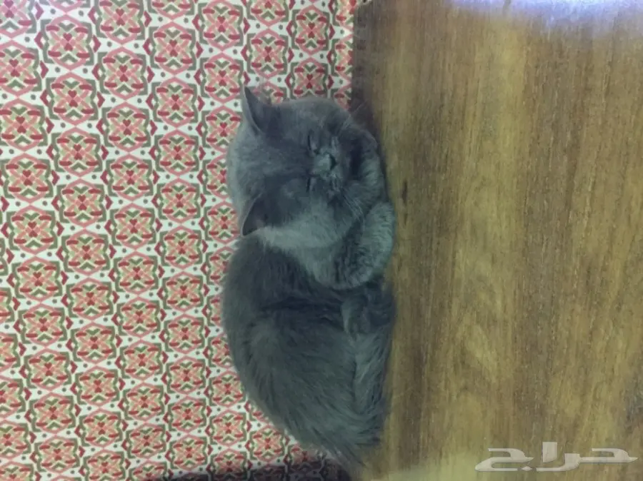 قط رمادي ذكر للبيع 