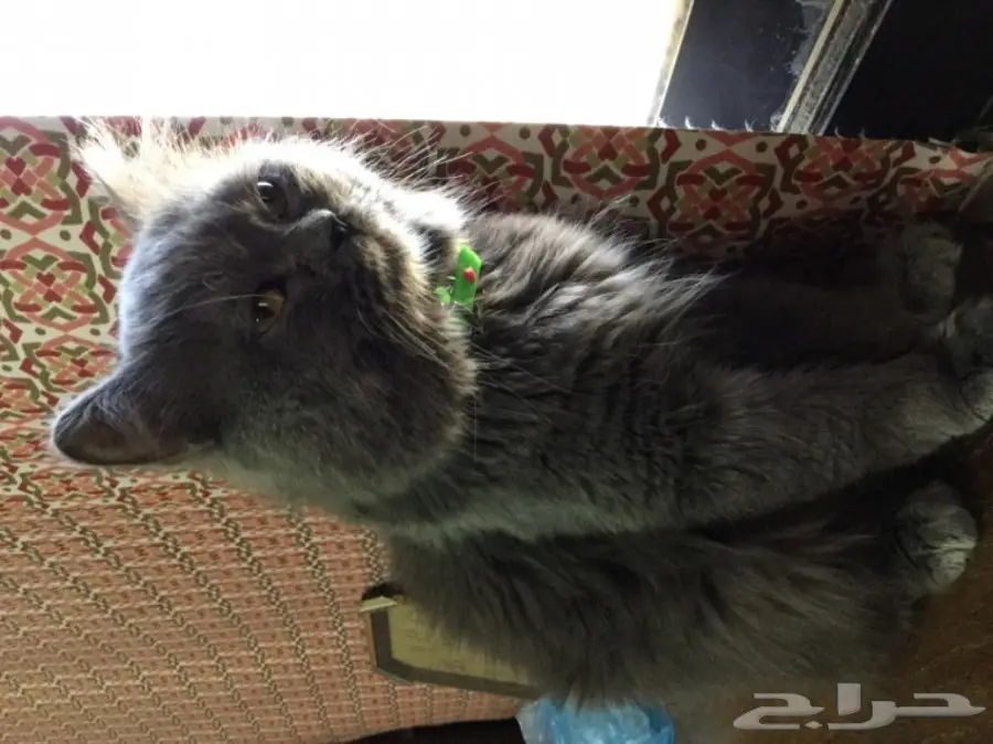 قط رمادي ذكر للبيع  (image 1)