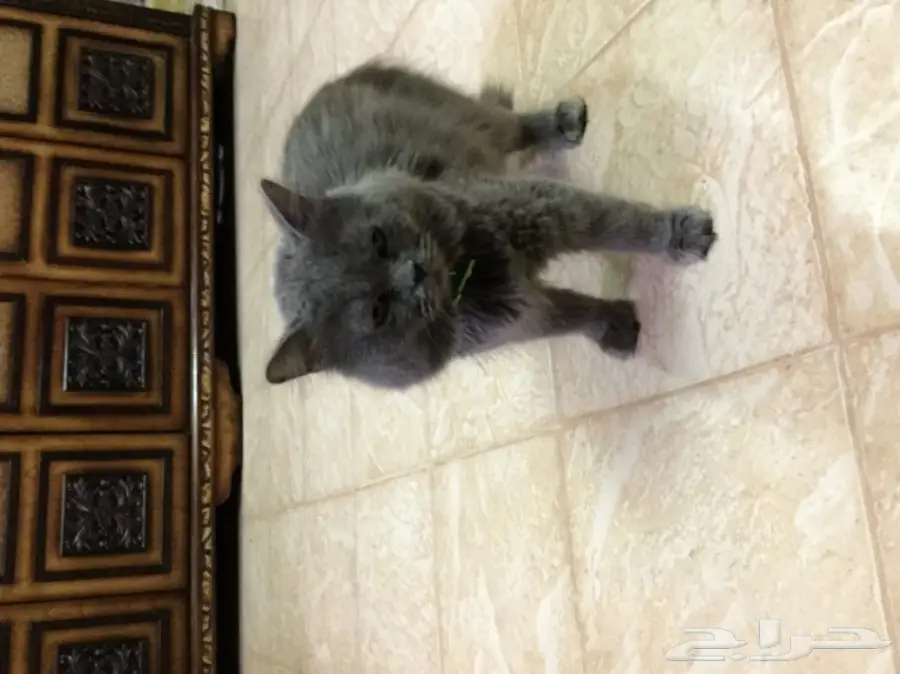 قط رمادي ذكر للبيع  (image 2)