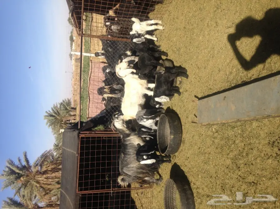 معزا للبيع او للبدل بخلفه جنوب القصيم 