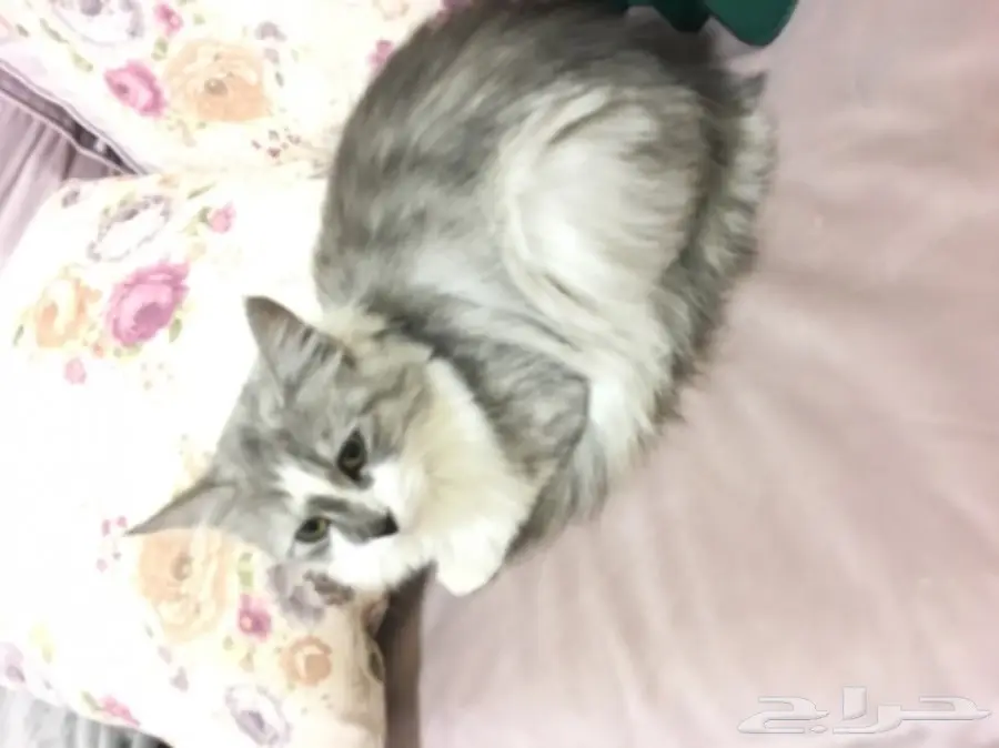 قط شيرازي للبيع 