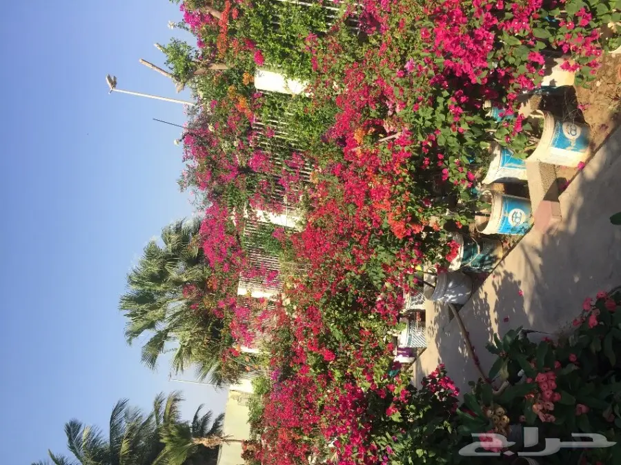 شتلات زراعية ونباتات زينة ونجيلة طبيعية للبيع