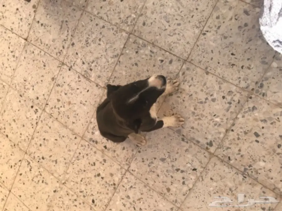 كلب للبيع (image 1)