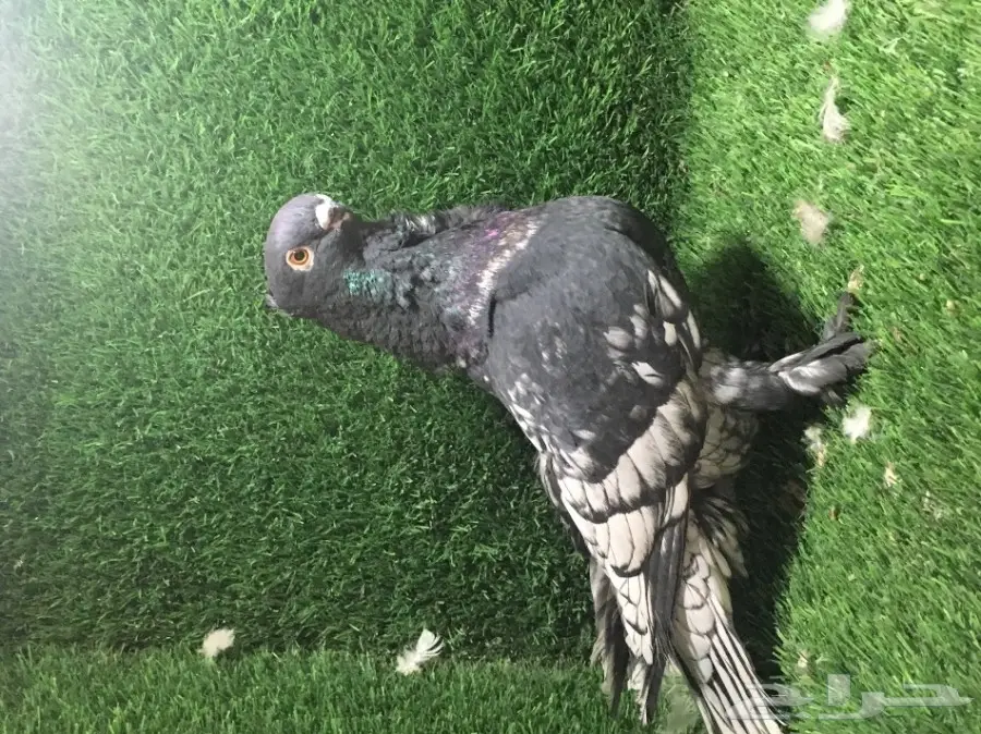 للبيع ذكر فراشه 