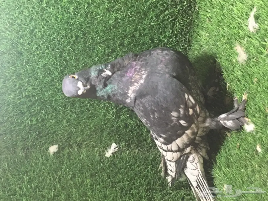 للبيع ذكر فراشه  (image 1)