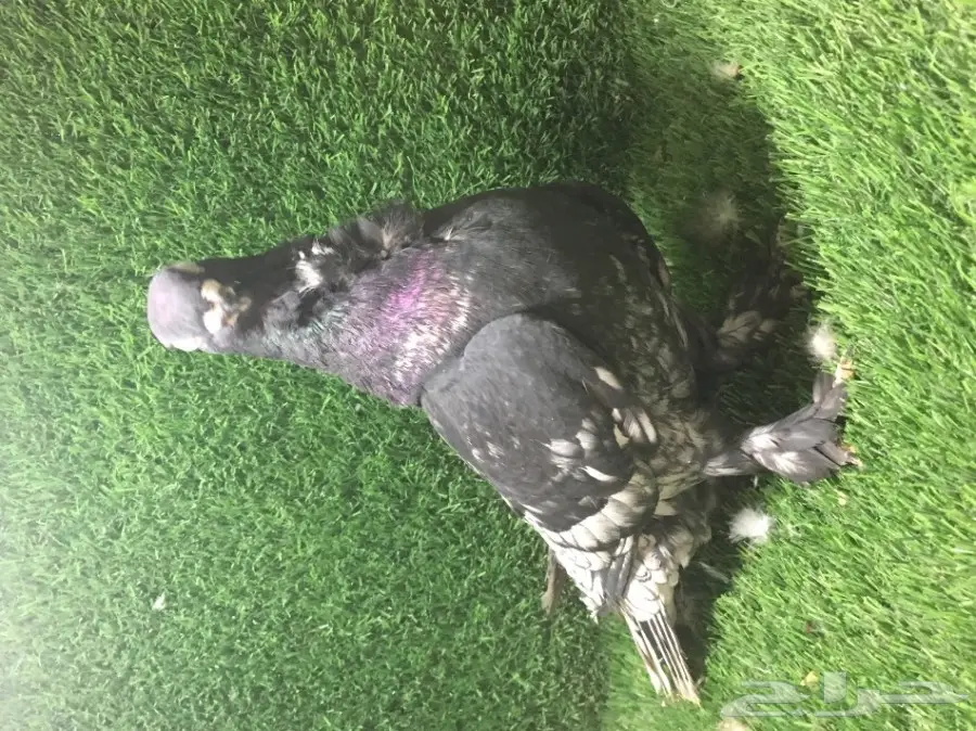 للبيع ذكر فراشه  (image 2)