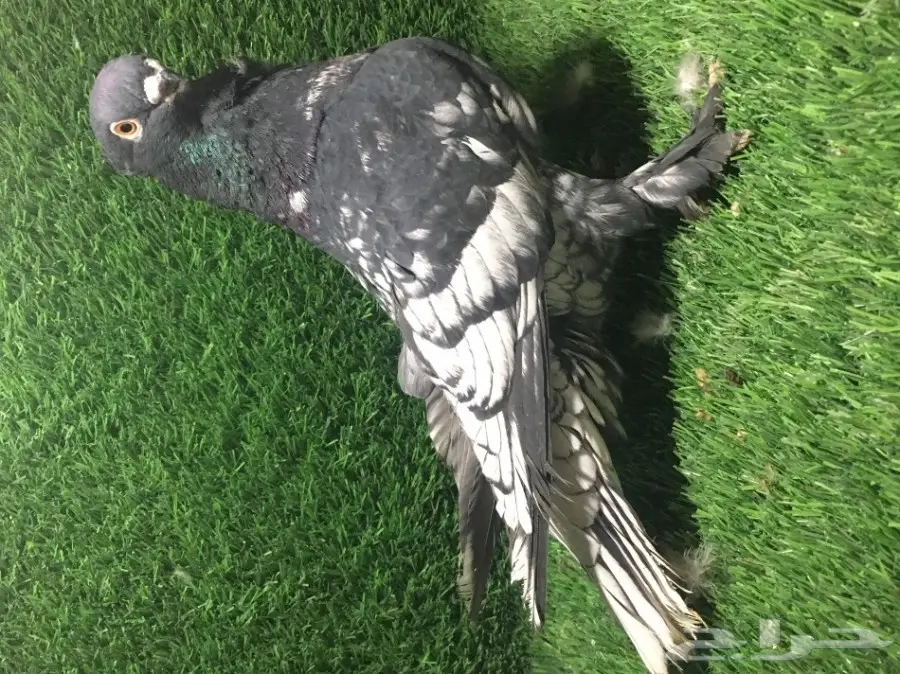 للبيع ذكر فراشه  (image 3)