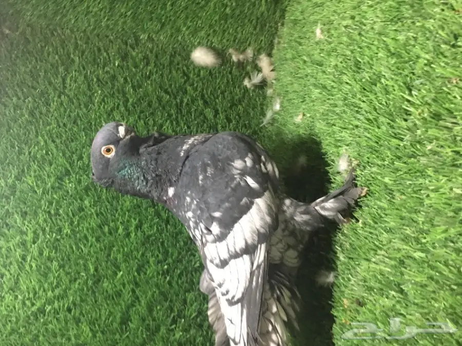 للبيع ذكر فراشه  (image 4)