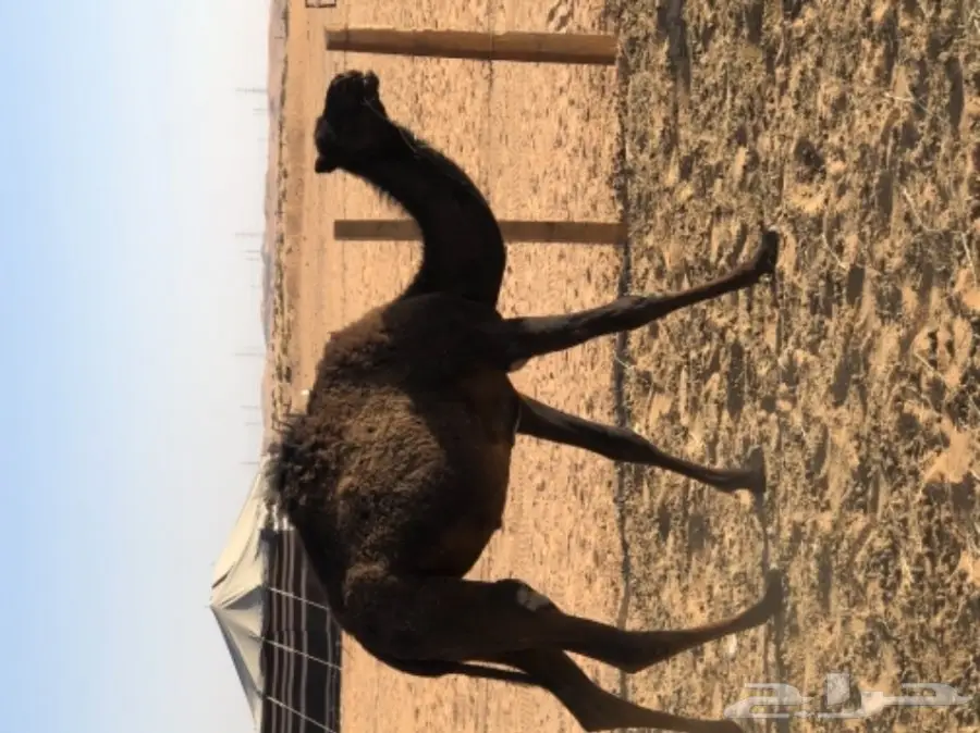 للبيع بكره مفروده قصب 