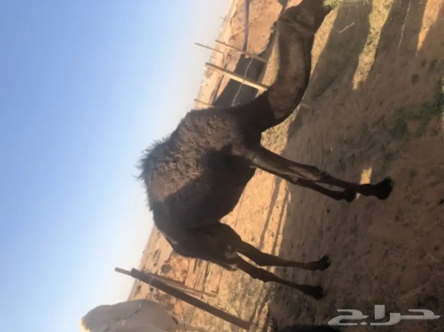 للبيع بكره مفروده قصب  (image 1)