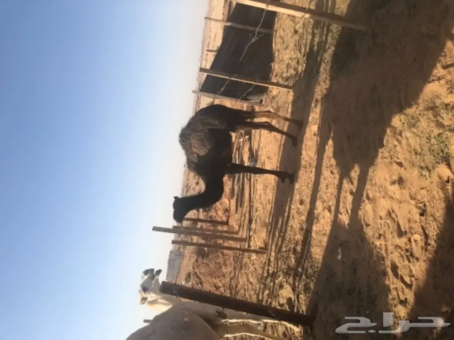 للبيع بكره مفروده قصب  (image 2)