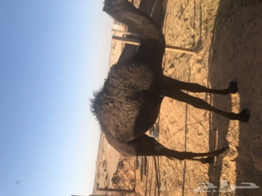 للبيع بكره مفروده قصب  (image 3)