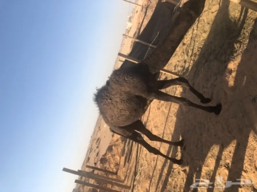 للبيع بكره مفروده قصب  (image 4)