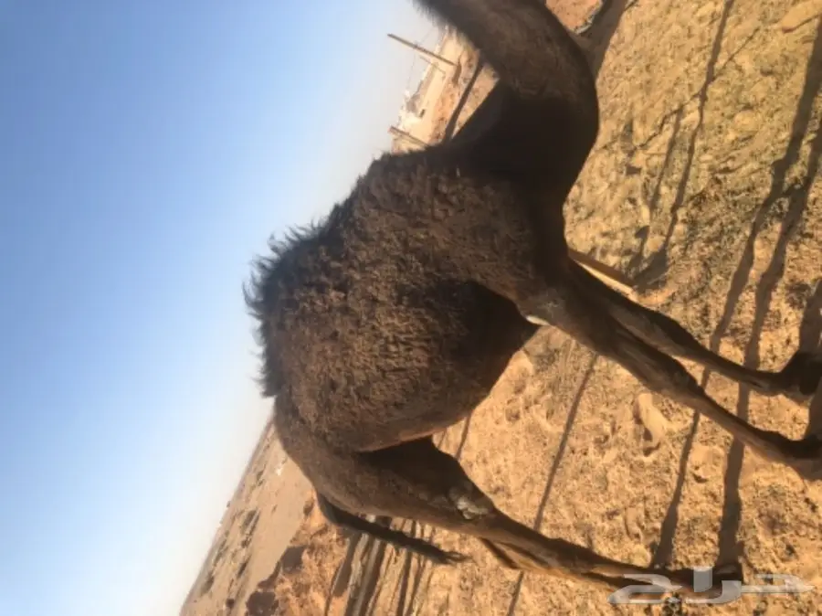 للبيع بكره مفروده قصب  (image 5)