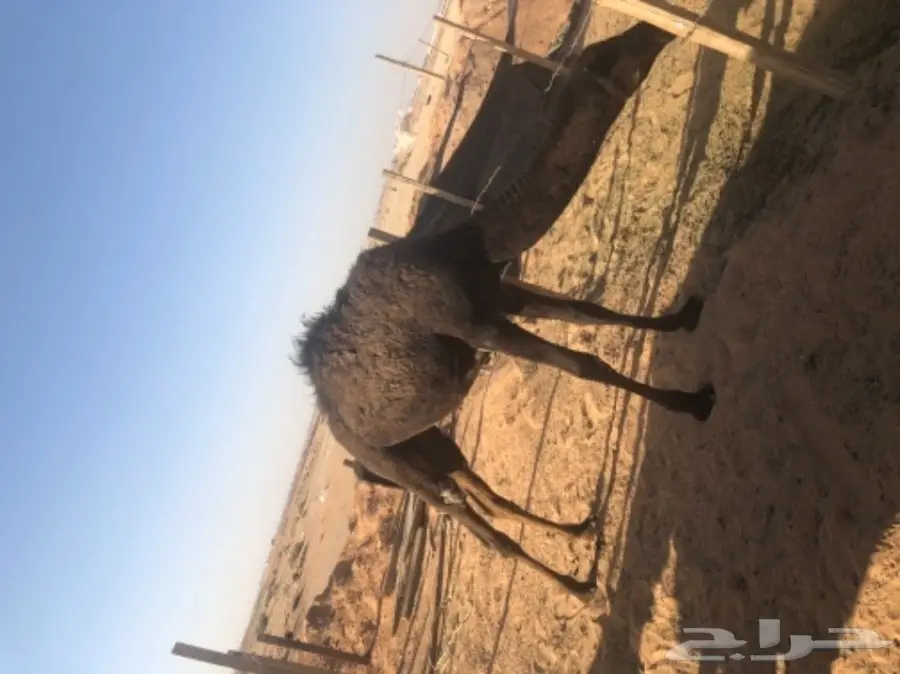 للبيع بكره مفروده قصب  (image 6)