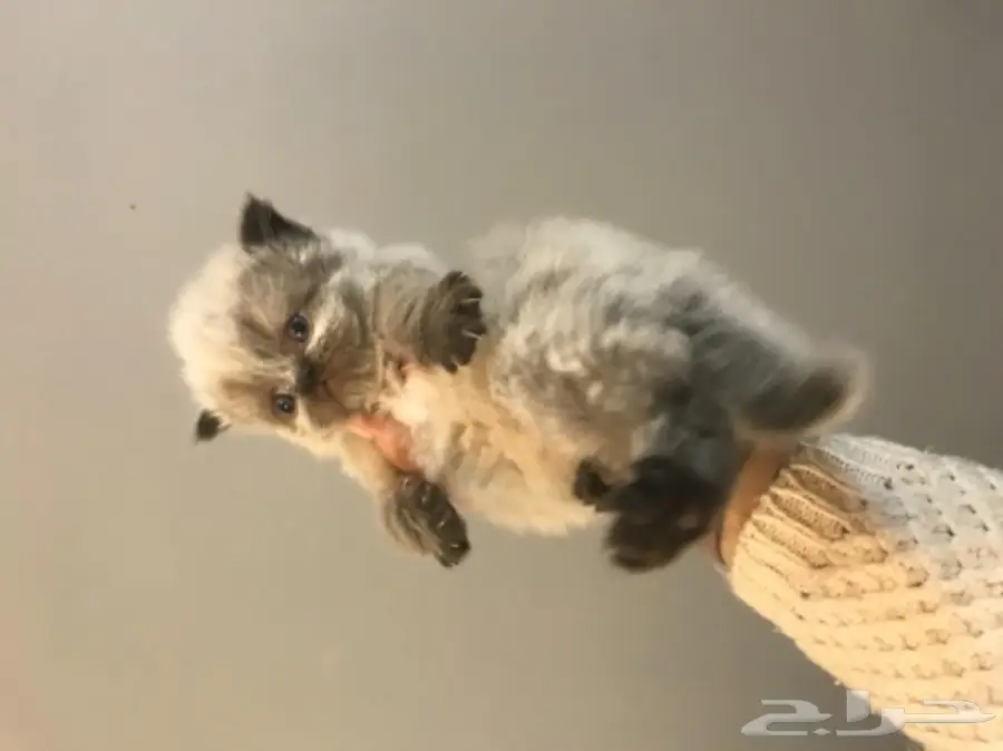 قط للبيع بيكي فيس