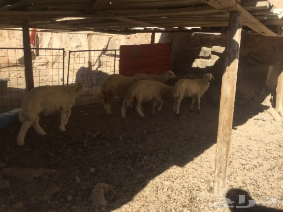 للبيع: قطط وقطط رخاء - حالة ممتازة (image 1)