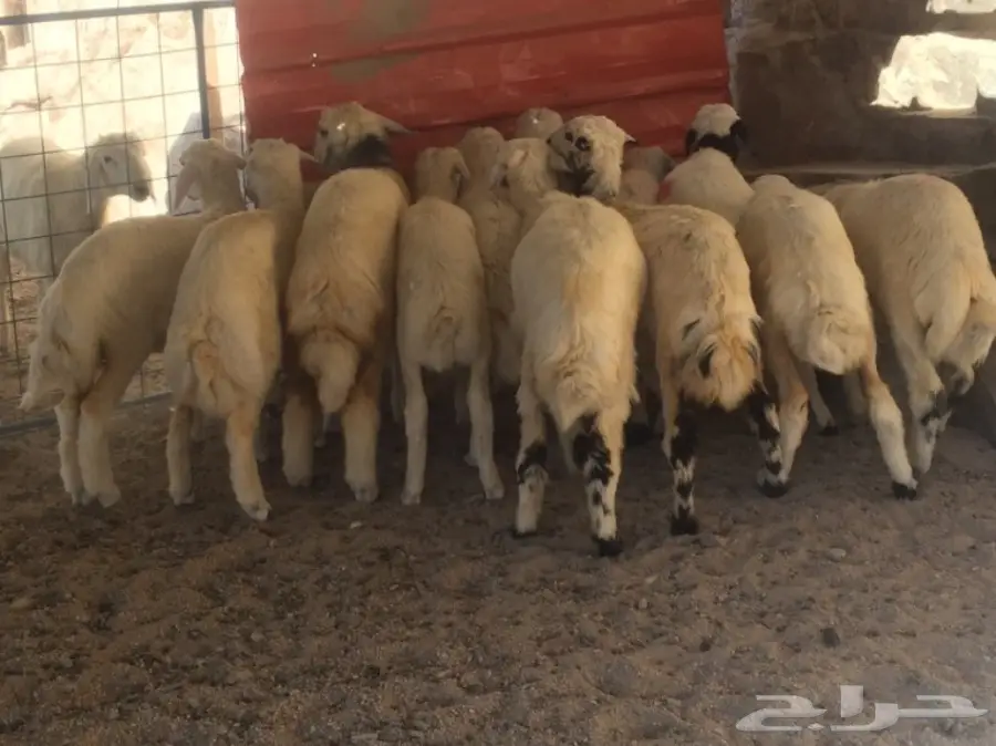 للبيع: قطط وقطط رخاء - حالة ممتازة (image 2)