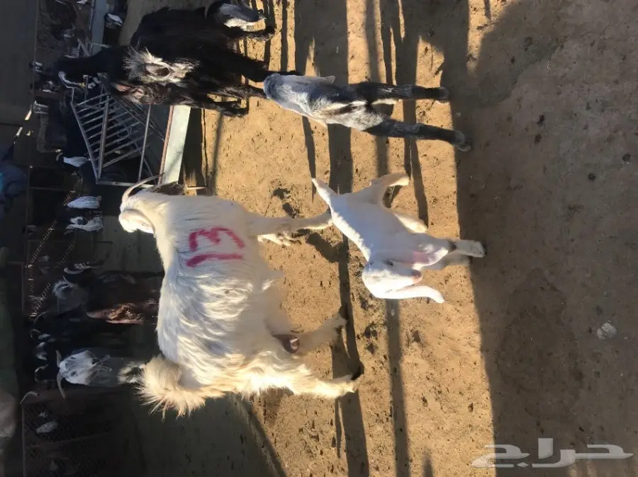 ماغز مطافيل للبيع