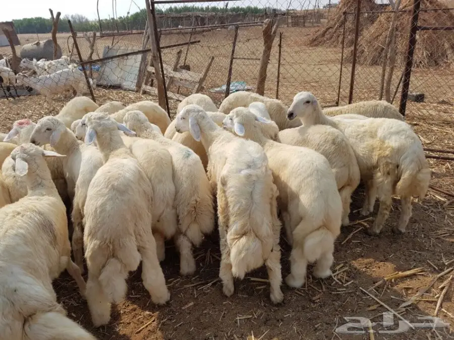 طليان حريه مع الذبح والتوصيل