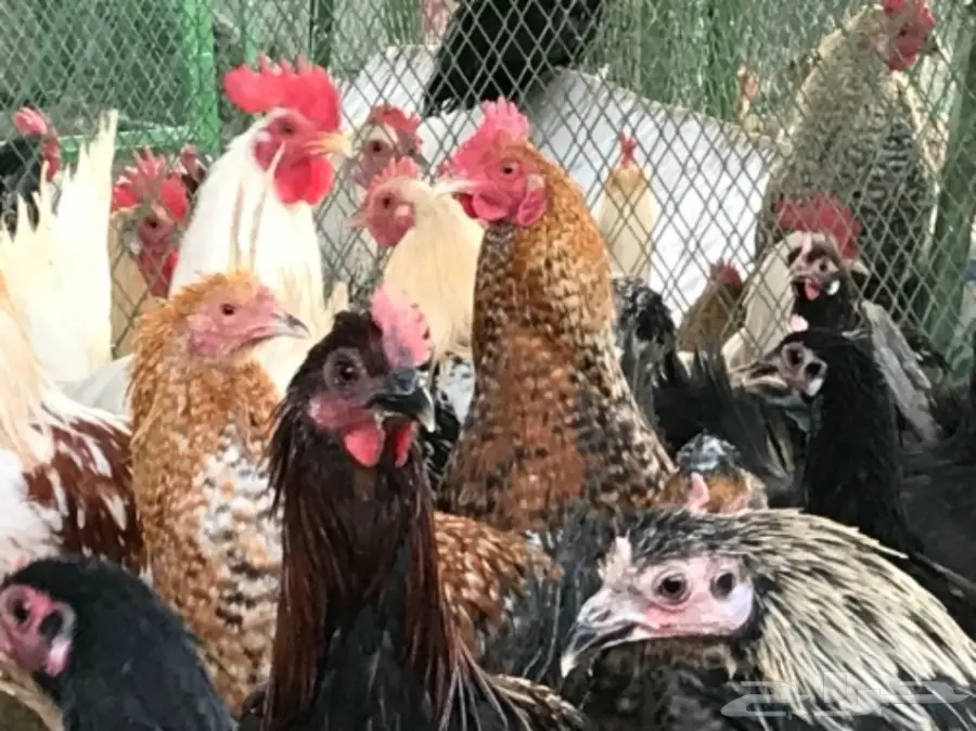 بيض بلدي .. دجاج بياض (image 5)