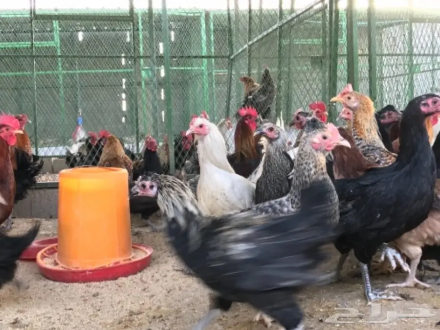 بيض بلدي .. دجاج بياض (image 8)