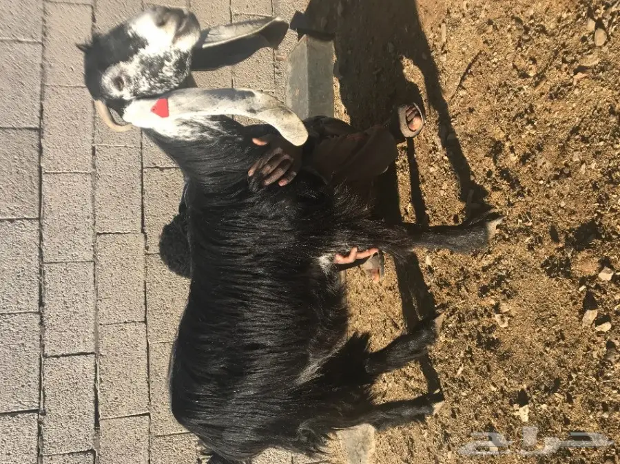 للبيع عنز عارضية معرفه  تحتها جفره 