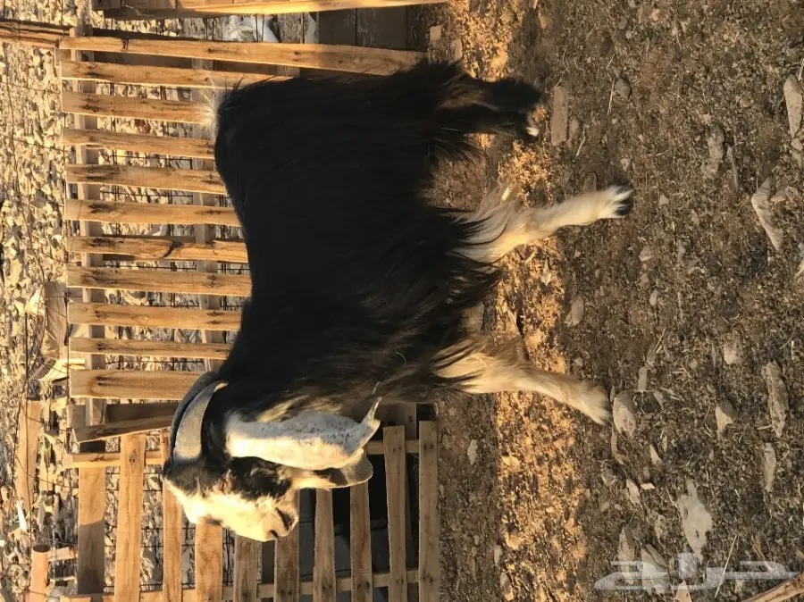 تيوس وفحول للبيع  (image 2)