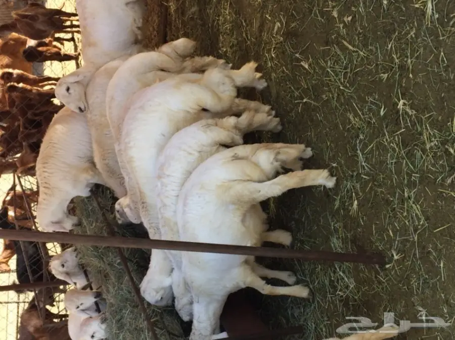 خرفان للبيع