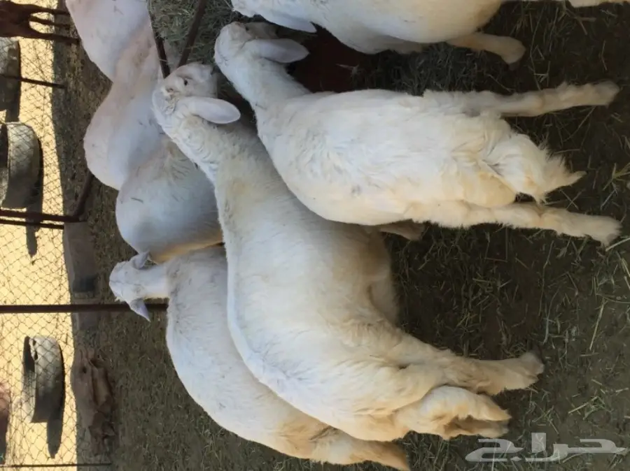 خرفان للبيع (image 1)