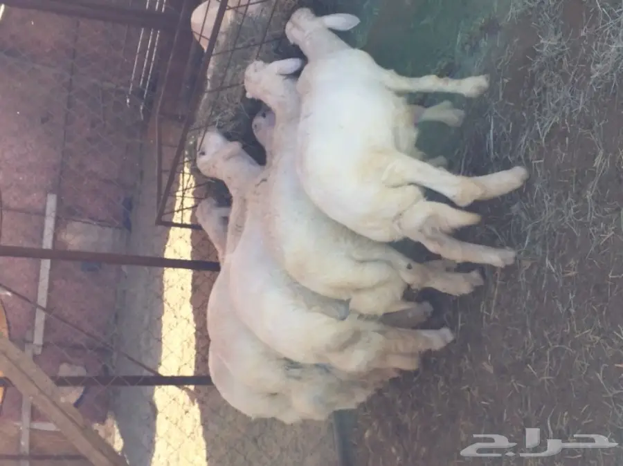 خرفان للبيع (image 2)