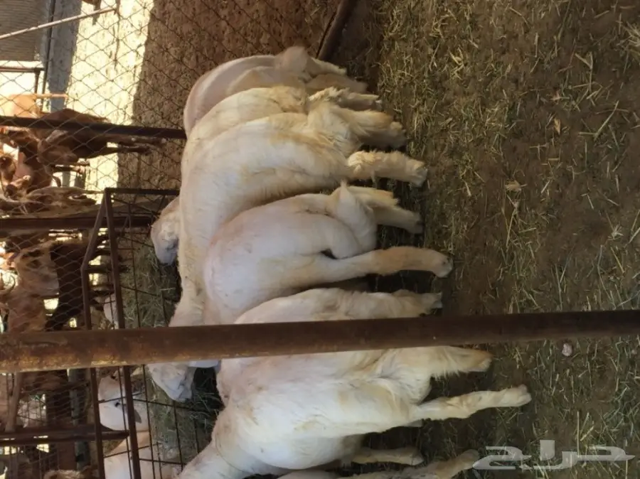 خرفان للبيع (image 3)