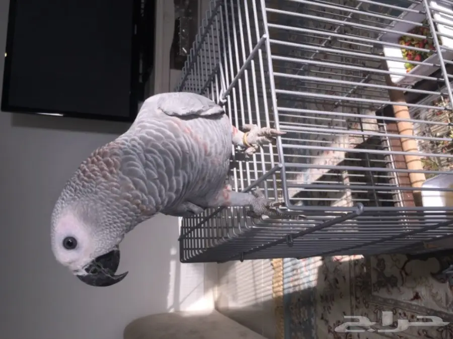 فرخ كاسكو هولندي طفرة نادرة 