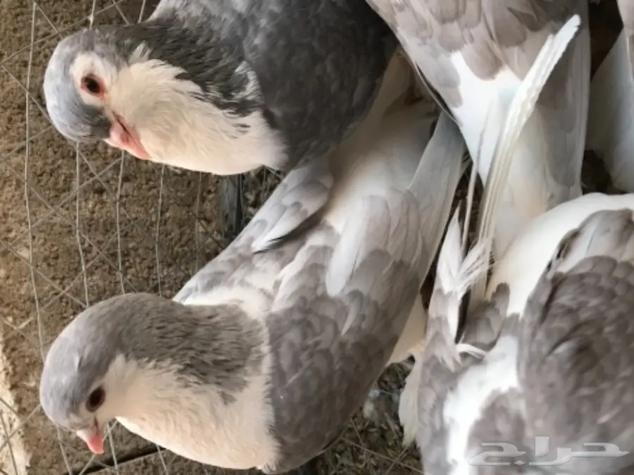 حمام شيرازي منتج شرط بطن واحد  (image 1)