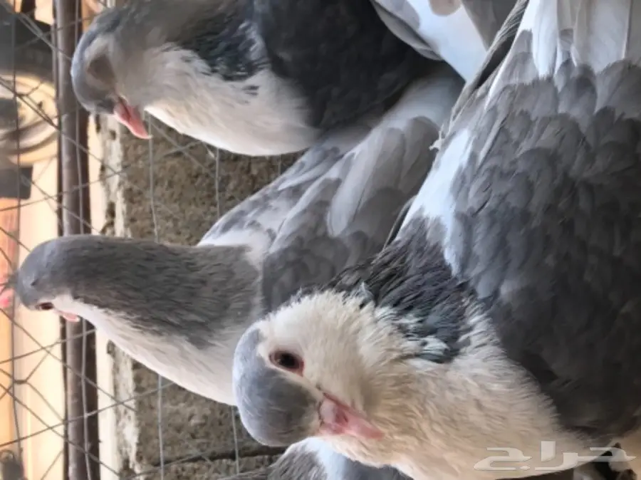 حمام شيرازي منتج شرط بطن واحد  (image 4)