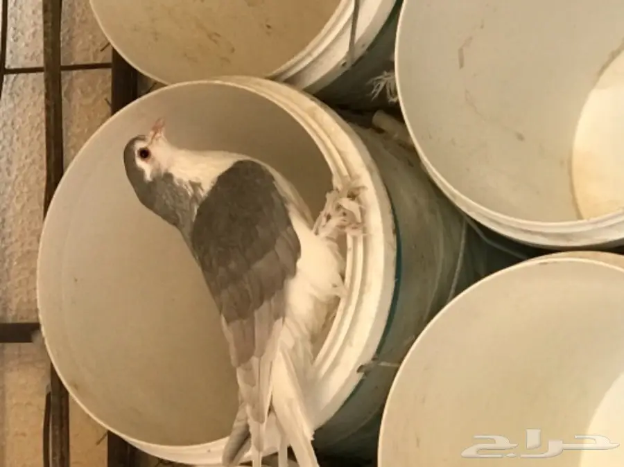 حمام شيرازي منتج شرط بطن واحد  (image 5)