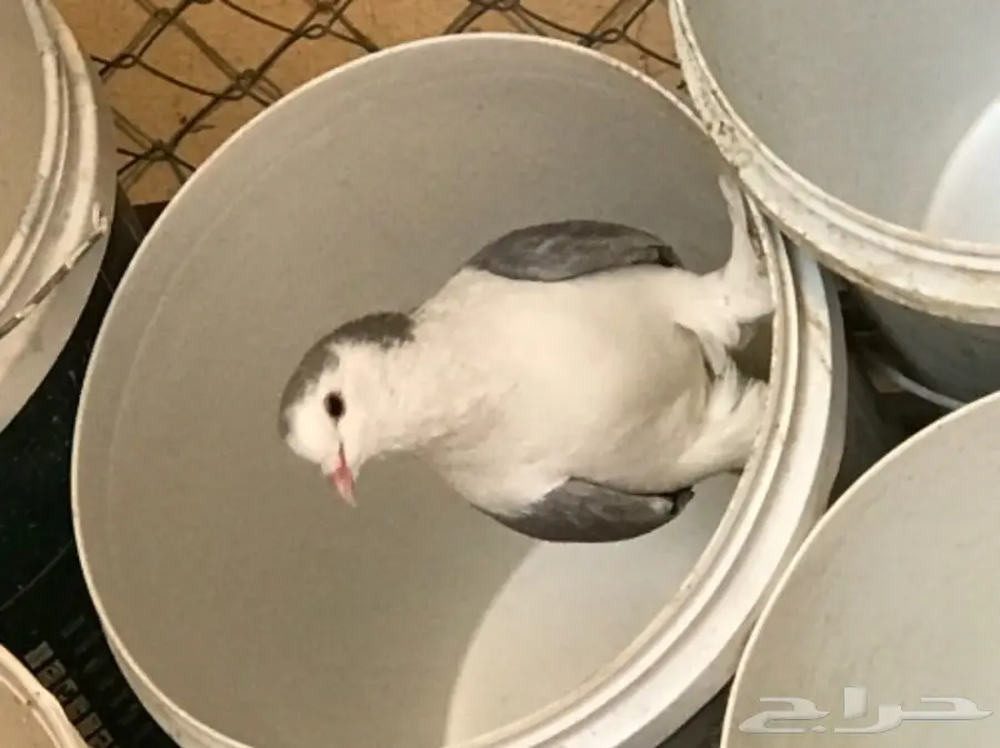 حمام شيرازي منتج شرط بطن واحد  (image 6)