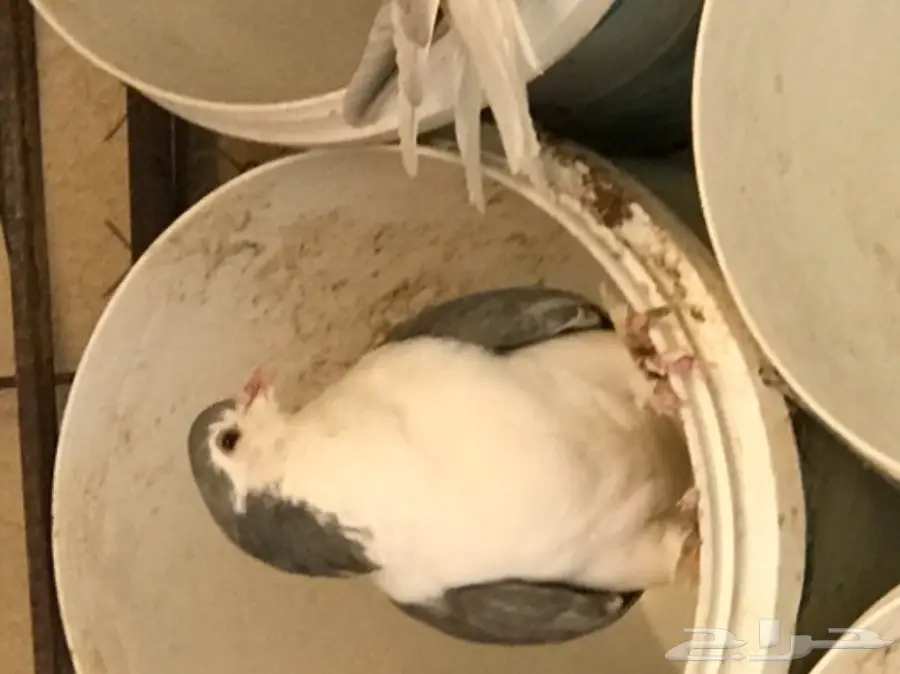 حمام شيرازي منتج شرط بطن واحد  (image 7)